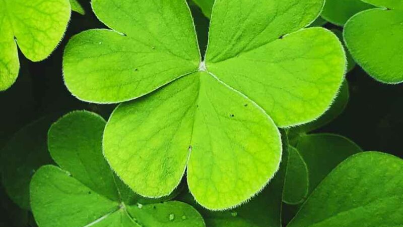 A Story for Those Seeking Luck